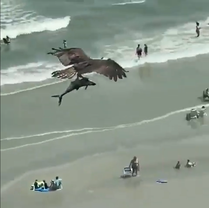Cảnh tượng chim khủng săn được 'cá mập', bay lượn lờ giữa biển gây kinh ngạc - 1