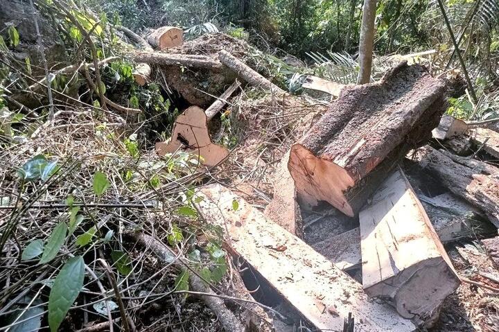 Báo động tình trạng chặt phá rừng tái diễn ở Nghệ An - 2