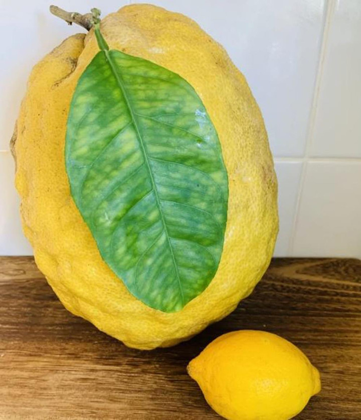 Quả chanh khổng lồ to bằng đầu người, nặng gần 2kg - 2