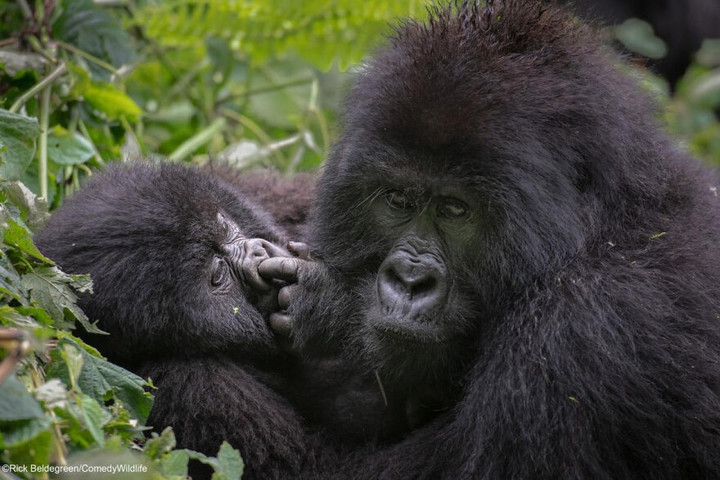 Ảnh: Loạt khoảnh khắc gây cười của động vật - 10