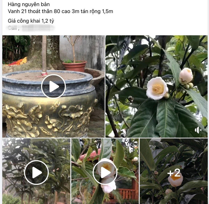 Bạch hải đường rớt giá thảm, cơn sốt đã đến hồi kết - 2