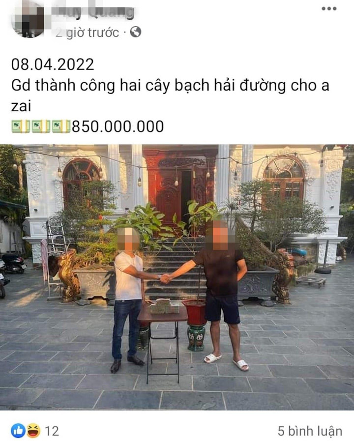 Bạch hải đường rớt giá thảm, cơn sốt đã đến hồi kết - 1