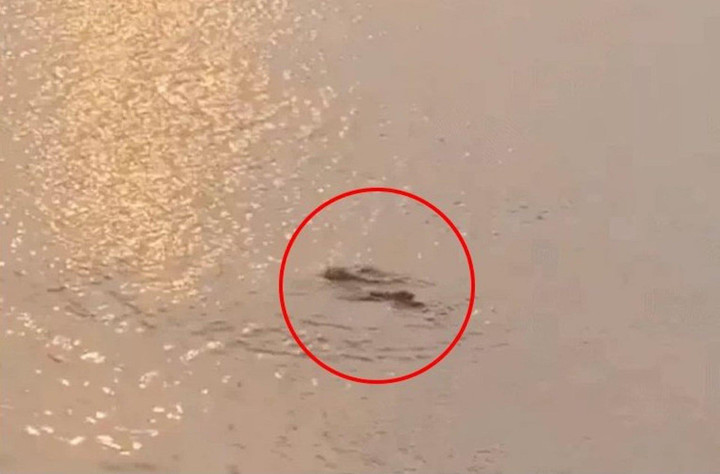 Lãnh đạo quận Tây Hồ phủ nhận thông tin 'cá sấu xuất hiện ở hồ Tây' - 1