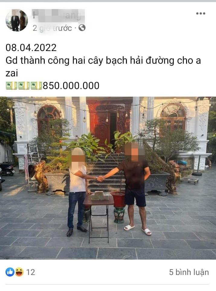 Sau cơn sốt điên cuồng, bạch hải đường 'bay màu' không dấu vết - 1