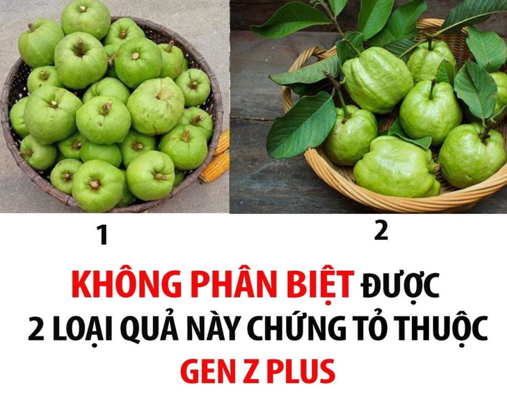Đố bạn phân biệt được hai loại quả này? - 1