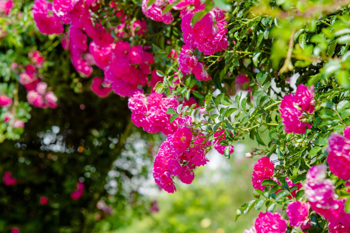 Các điểm đến phía Bắc tưng bừng lễ hội, sự kiện chào hè dịp 30/4-1/5 - 4