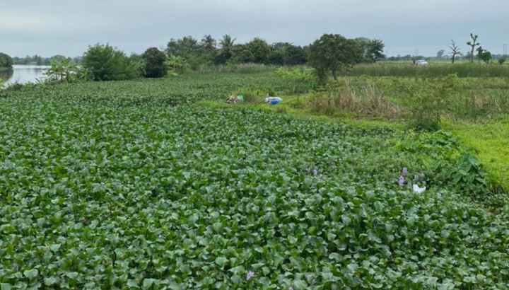 Phát hiện thi thể bé trai 3 ngày tuổi dưới hồ nước ở Hải Phòng - 1