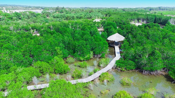 Khu nghỉ dưỡng ven biển Bình Châu ẩn mình giữa rừng đước trăm tuổi - 1