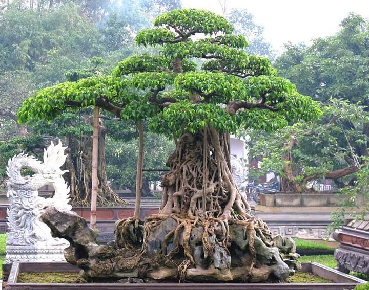 Một thanh niên trẻ bỏ 35 tỷ mua cây sanh cổ, dân mạng thốt lên giá trị thật ở chỗ nào? - Ảnh 3. Phú Thọ: Bỏ 35 tỷ đồng mua cây sanh cổ - 3