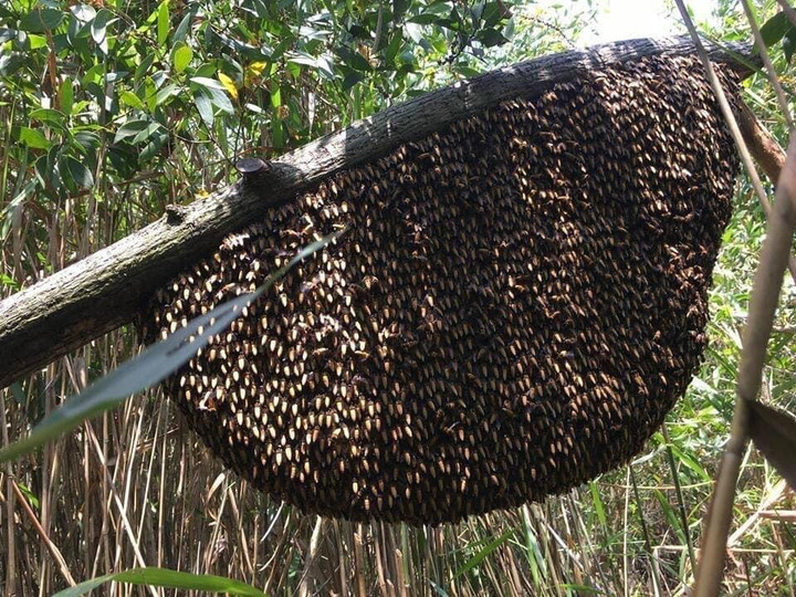 Về Cà Mau trải nghiệm du lịch xanh, đi bộ xuyên rừng U Minh hạ - 2