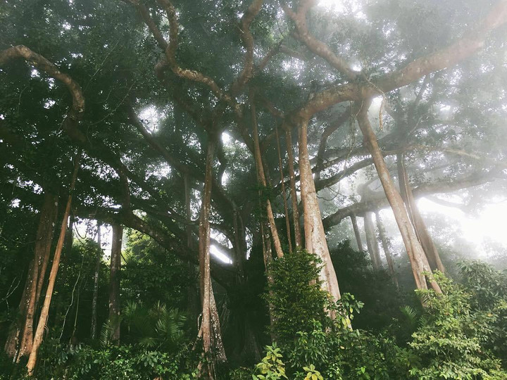 Choáng trước vẻ đồ sộ và kỳ vĩ của cây đa ngàn năm ẩn mình giữa bán đảo Sơn Trà - 7