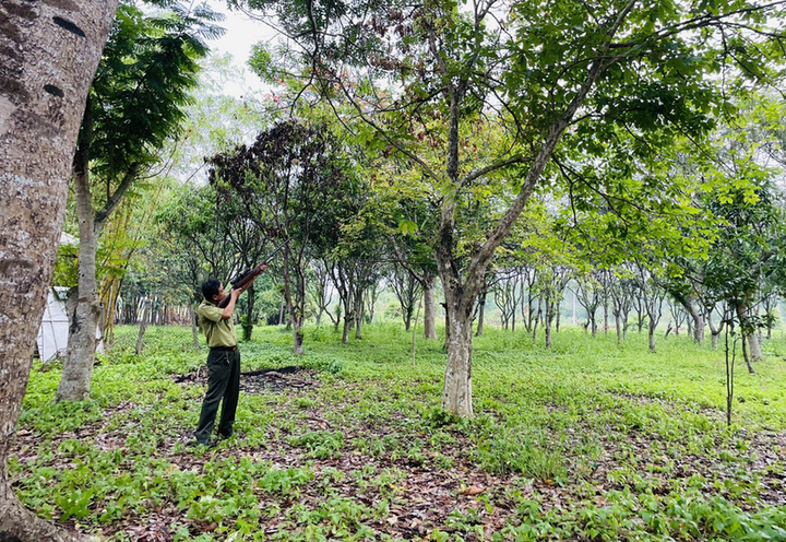 TP.HCM: Khỉ cắn 3 người bị thương - 1