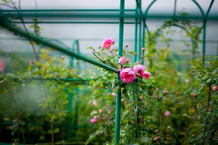 Lễ hội hoa hồng Fansipan 2022 khai màn thành công 'đại tiệc hè Sa Pa' - 6