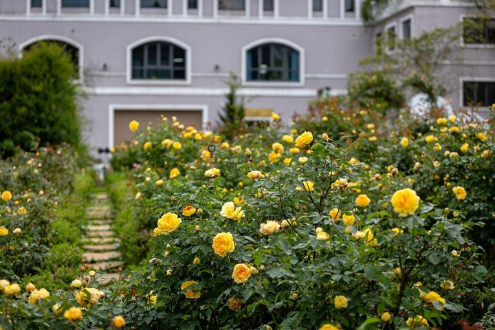 Lễ hội hoa hồng Fansipan 2022 khai màn thành công 'đại tiệc hè Sa Pa' - 5