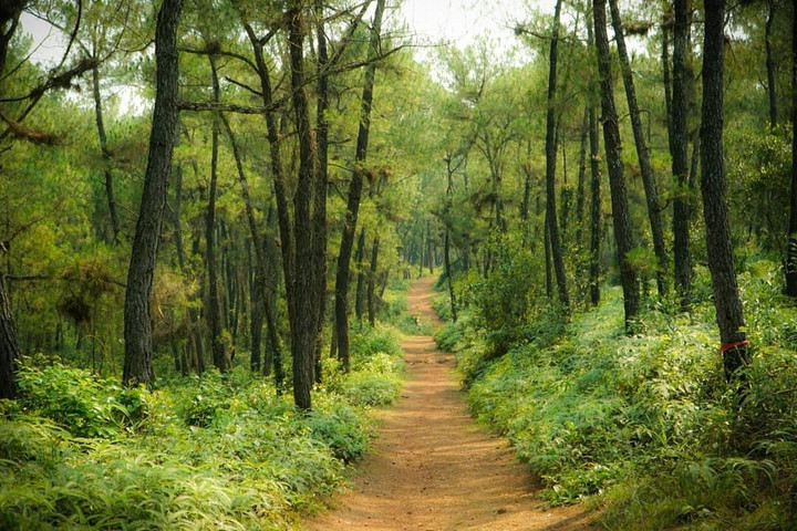 Mấy ai biết ở lòng cố đô Huế có một góc ‘Đà Lạt thu nhỏ’ chụp ảnh chill hết nấc - 4