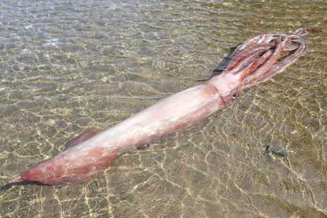 Mực vua dài 3m dạt vào bờ, chuyên gia Nhật lo ngại sóng thần - 1