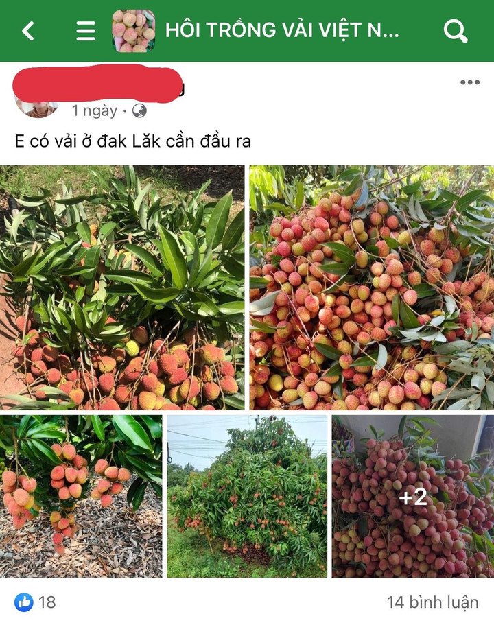 Vải đầu mùa xuất hiện, giá ‘chát’ nhưng vẫn cháy hàng - 5