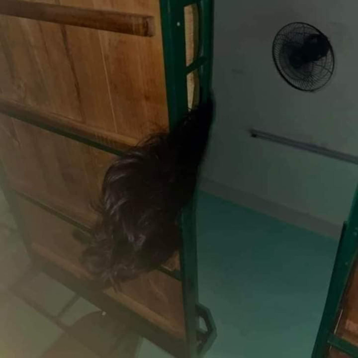 'Cú sốc đầu đời' khi ở ký túc xá, nửa đêm tỉnh giấc không khéo là đứng tim - 4