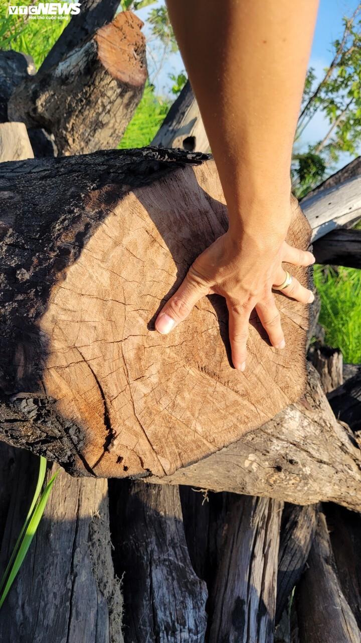 Bãi tập kết gỗ trong rừng ở Đắk Lắk, xã nói đó là củi - 6