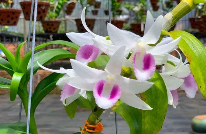 Lan đột biến rớt giá cả trăm lần, người mua tan giấc mộng vàng - 1