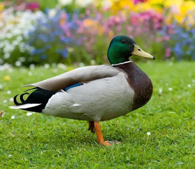 Án mạng bí hiểm được phá sau 2 năm nhờ một con vịt - 1