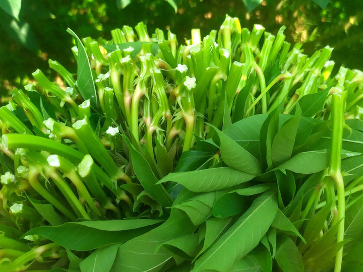 Loại rau nhà nghèo lên sàn thương mại điện tử, bán cả trăm suất mỗi ngày - 2