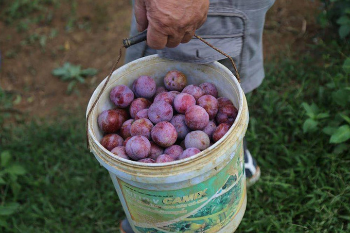 Lễ này lên Sơn La hái mận chín tại vườn, chua giòn mọng nước ngon ngất ngây - 2