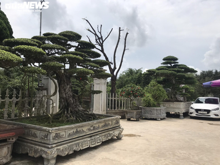 Ảnh: Làng siêu cây cảnh ở Nam Định - 8