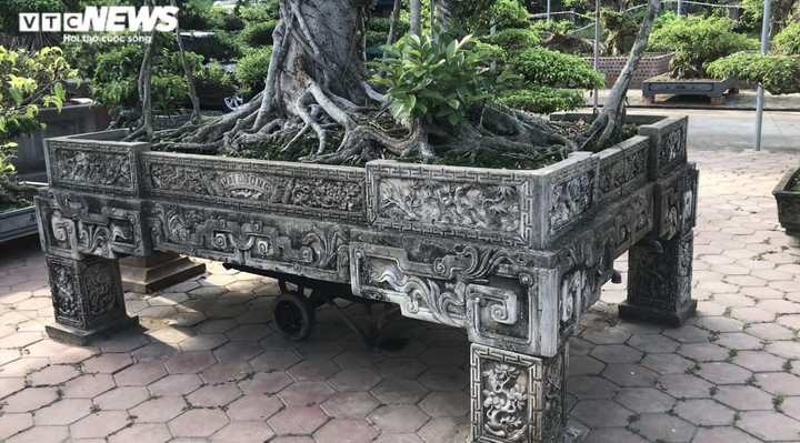 Ảnh: Làng siêu cây cảnh ở Nam Định - 14