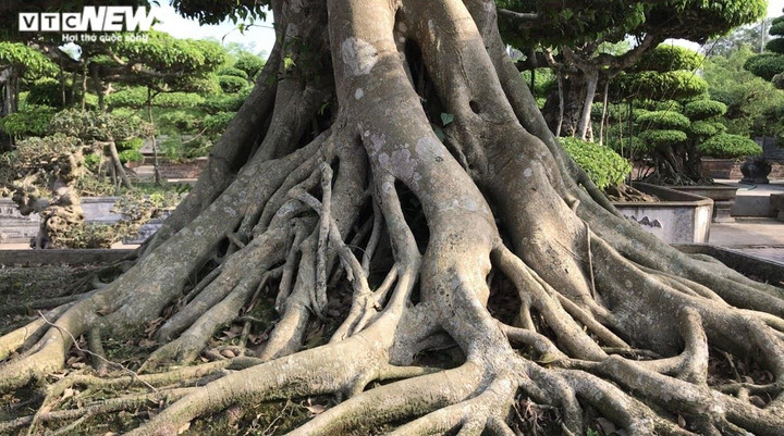 Ảnh: Làng siêu cây cảnh ở Nam Định - 11