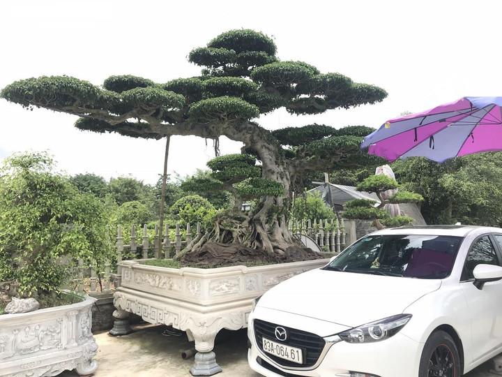 Ảnh: Làng siêu cây cảnh ở Nam Định - 5