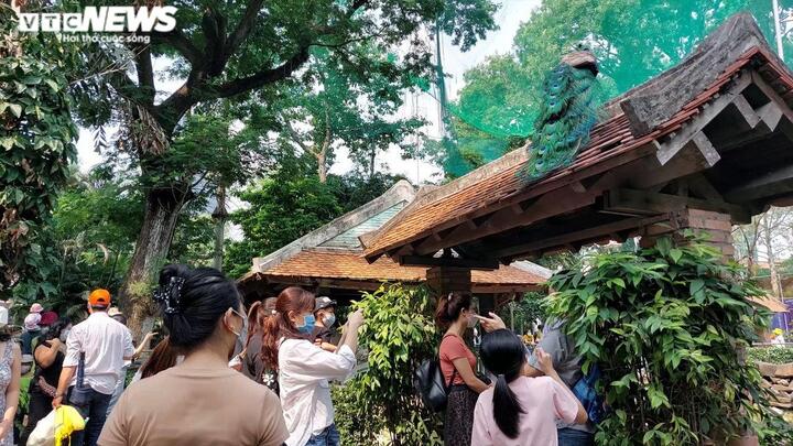 Xếp hàng dài chờ mua vé vào Thảo cầm viên - 7