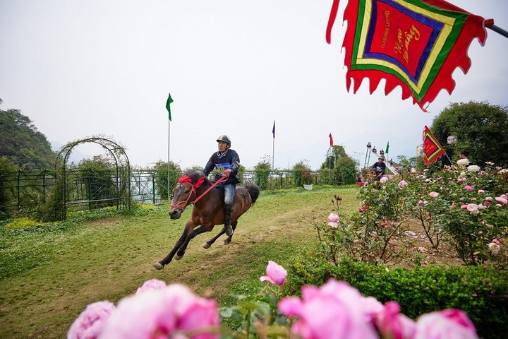 Chiến mã Tây Bắc tung vó giữa vườn hoa hồng tại 'Vó ngựa trên mây' - 1