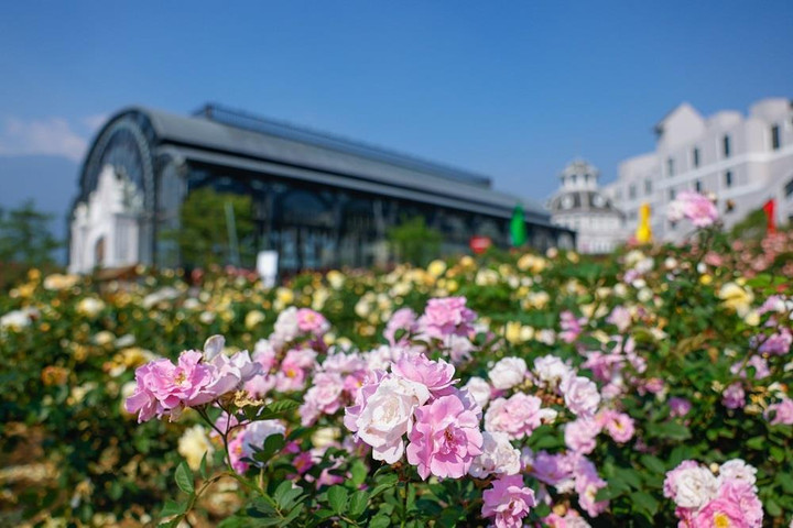 Chiến mã Tây Bắc tung vó giữa vườn hoa hồng tại 'Vó ngựa trên mây' - 4