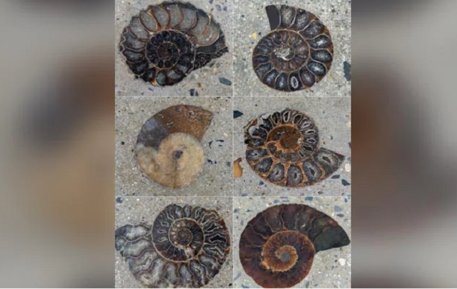 Đi bộ ngoài trung tâm thương mại, chạm trán sinh vật 66 triệu năm tuổi - 1