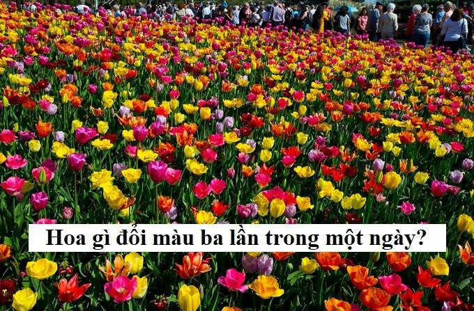 Câu đố 3 giây: Hoa gì đổi màu 3 lần trong một ngày? - 1