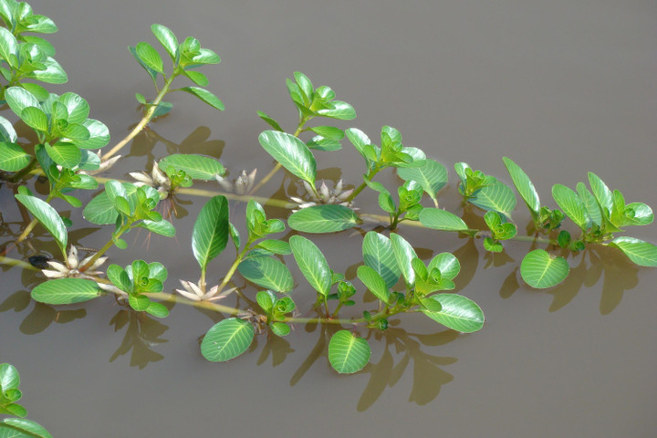 Loại rau mọc dại là đặc sản ở miền Tây, chấm với mắm kho là 'chuẩn bài' - 1