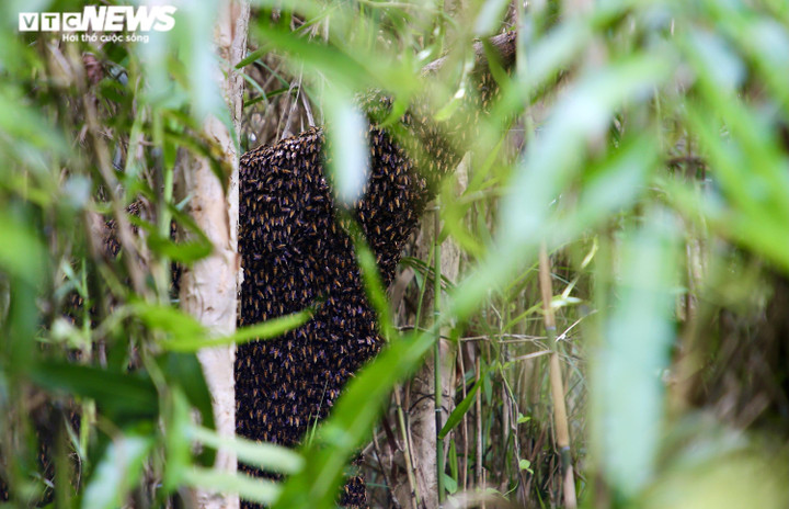 Ảnh: Theo chân thợ vào rừng U Minh Hạ bắt những tổ ong 'khổng lồ' - 3