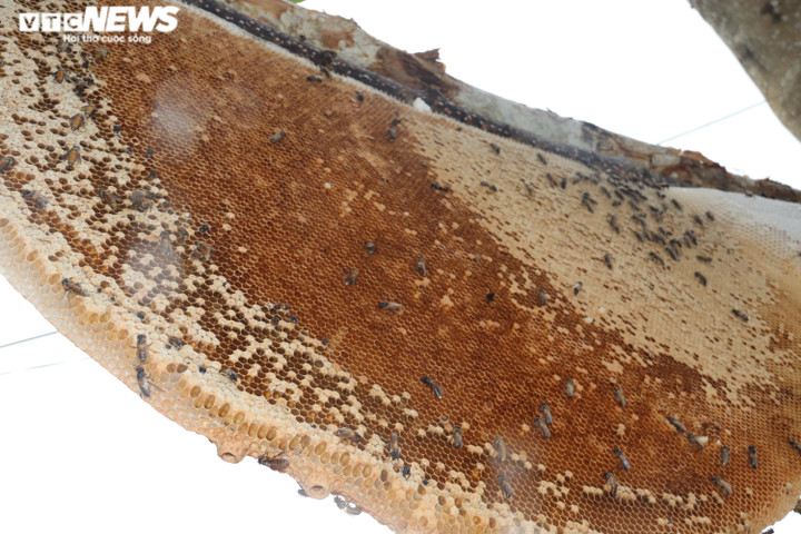 Ảnh: Theo chân thợ vào rừng U Minh Hạ bắt những tổ ong 'khổng lồ' - 2