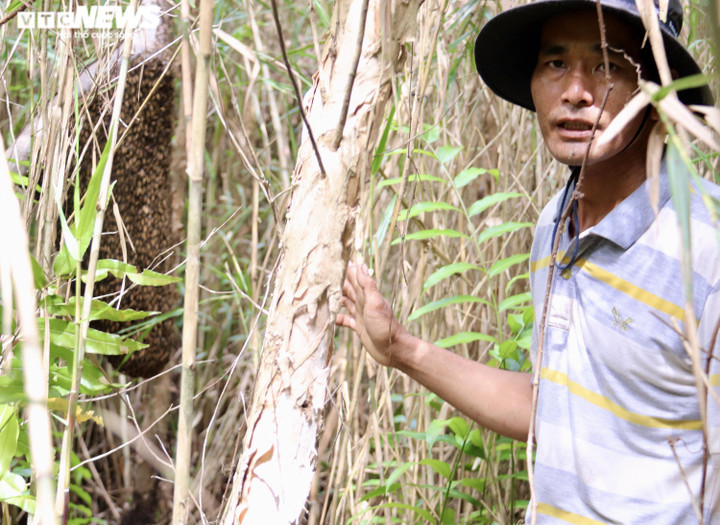 Ảnh: Theo chân thợ vào rừng U Minh Hạ bắt những tổ ong 'khổng lồ' - 4