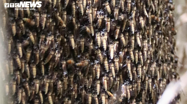 Ảnh: Theo chân thợ vào rừng U Minh Hạ bắt những tổ ong 'khổng lồ' - 6