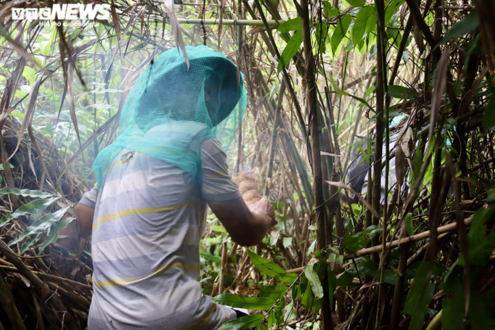 Ảnh: Theo chân thợ vào rừng U Minh Hạ bắt những tổ ong 'khổng lồ' - 7