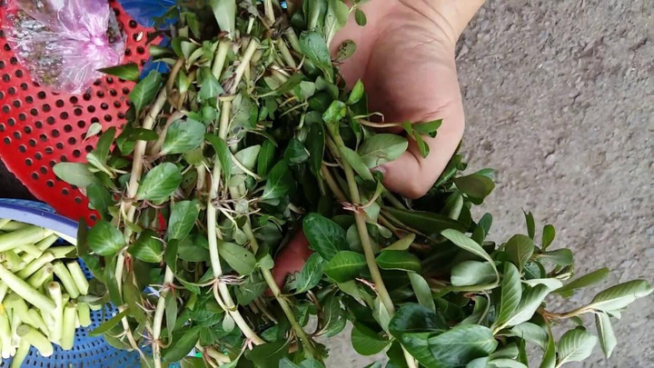 Loại rau mọc dại là đặc sản ở miền Tây, chấm với mắm kho là 'chuẩn bài' - 2