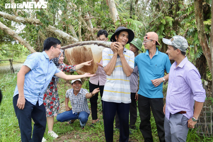 Ảnh: Theo chân thợ vào rừng U Minh Hạ bắt những tổ ong 'khổng lồ' - 13