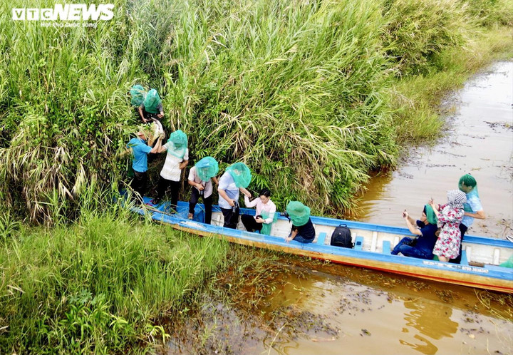 Ảnh: Theo chân thợ vào rừng U Minh Hạ bắt những tổ ong 'khổng lồ' - 12