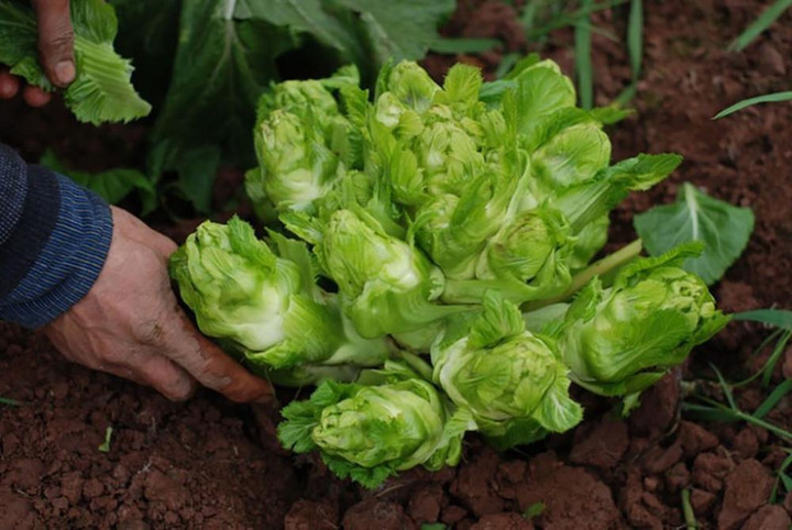 Rau mầm đá ở Sa Pa: Xưa là đặc sản tiến vua, nay có tiền chưa chắc mua được - 2