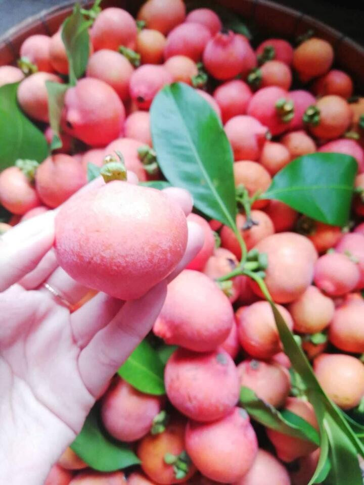 Trái cây rừng lạ hoắc, ăn chua chua giòn giòn khiến nhiều người tò mò muốn thử - 3