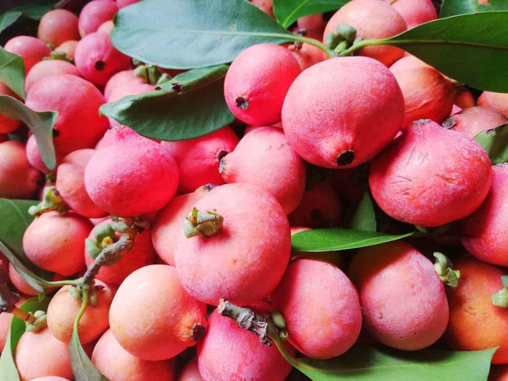 Trái cây rừng lạ hoắc, ăn chua chua giòn giòn khiến nhiều người tò mò muốn thử - 1