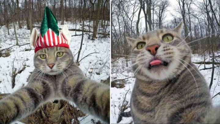 Chú mèo có biệt tài selfie cực chất trở thành ngôi sao MXH với hơn nửa triệu fan - 3