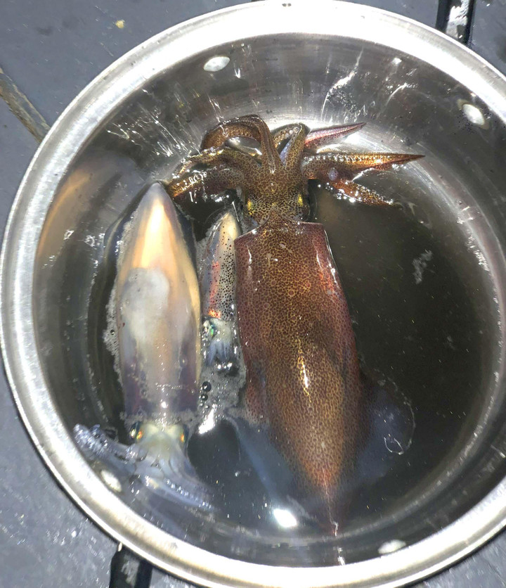 2 triệu đồng một chuyến săn mực ban đêm ở giữa vịnh Hạ Long - 10